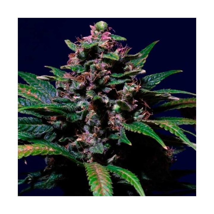 Sweet Purple Feminizada de Paradise Seeds