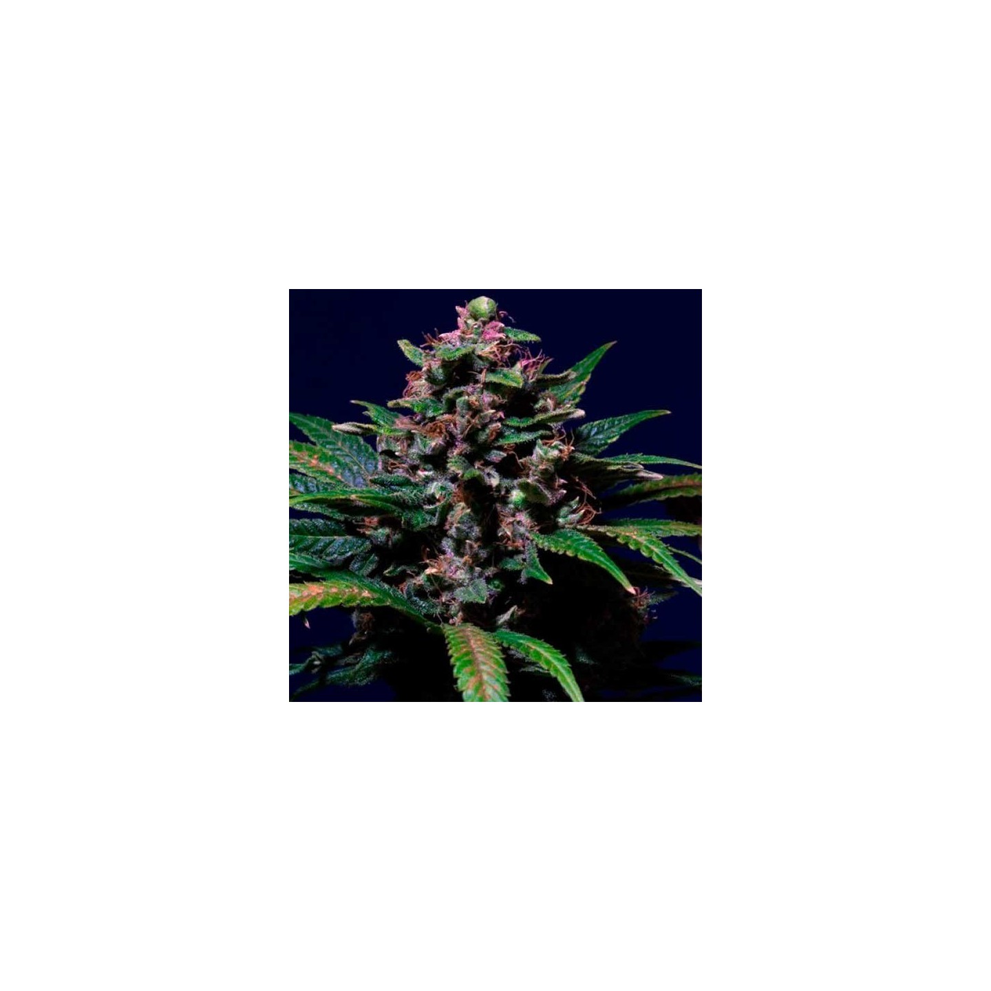 Sweet Purple Feminizada de Paradise Seeds