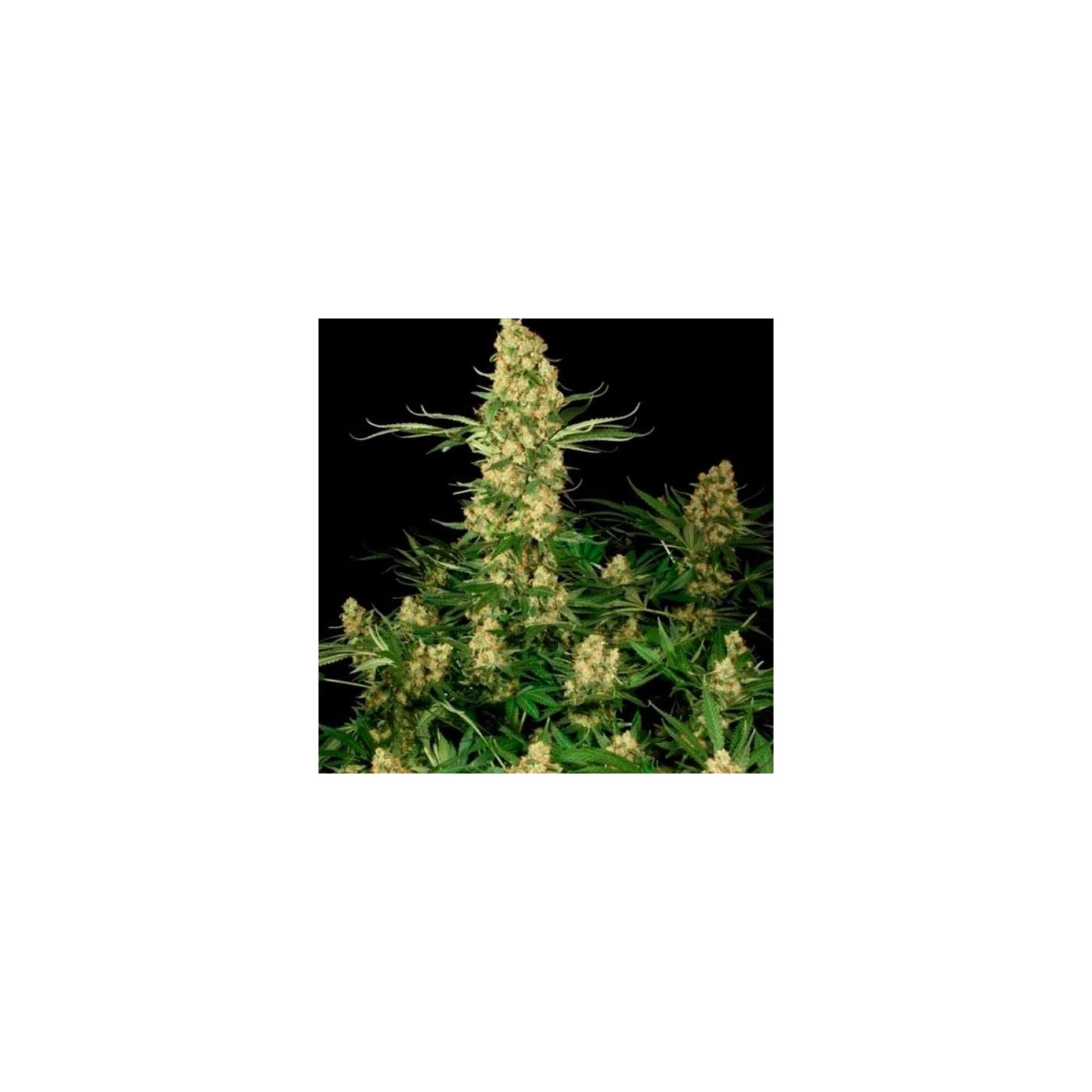 Wappa Feminizada de Paradise Seeds