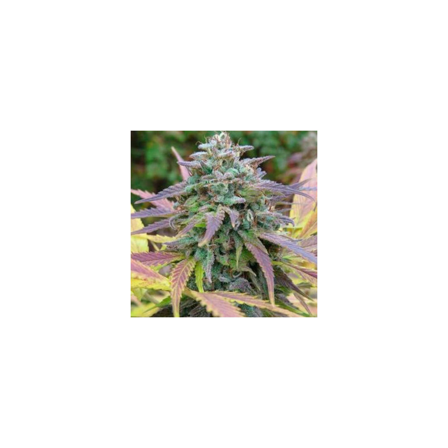 White Berry Feminizada de Paradise Seeds