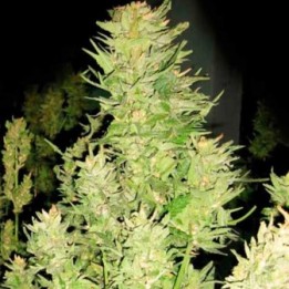 Afghan Express Feminizada de Positronics