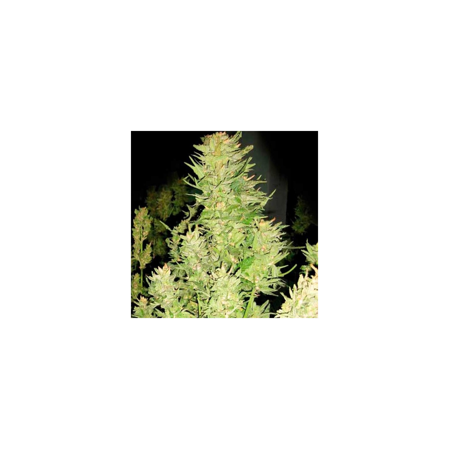 Afghan Express Feminizada de Positronics