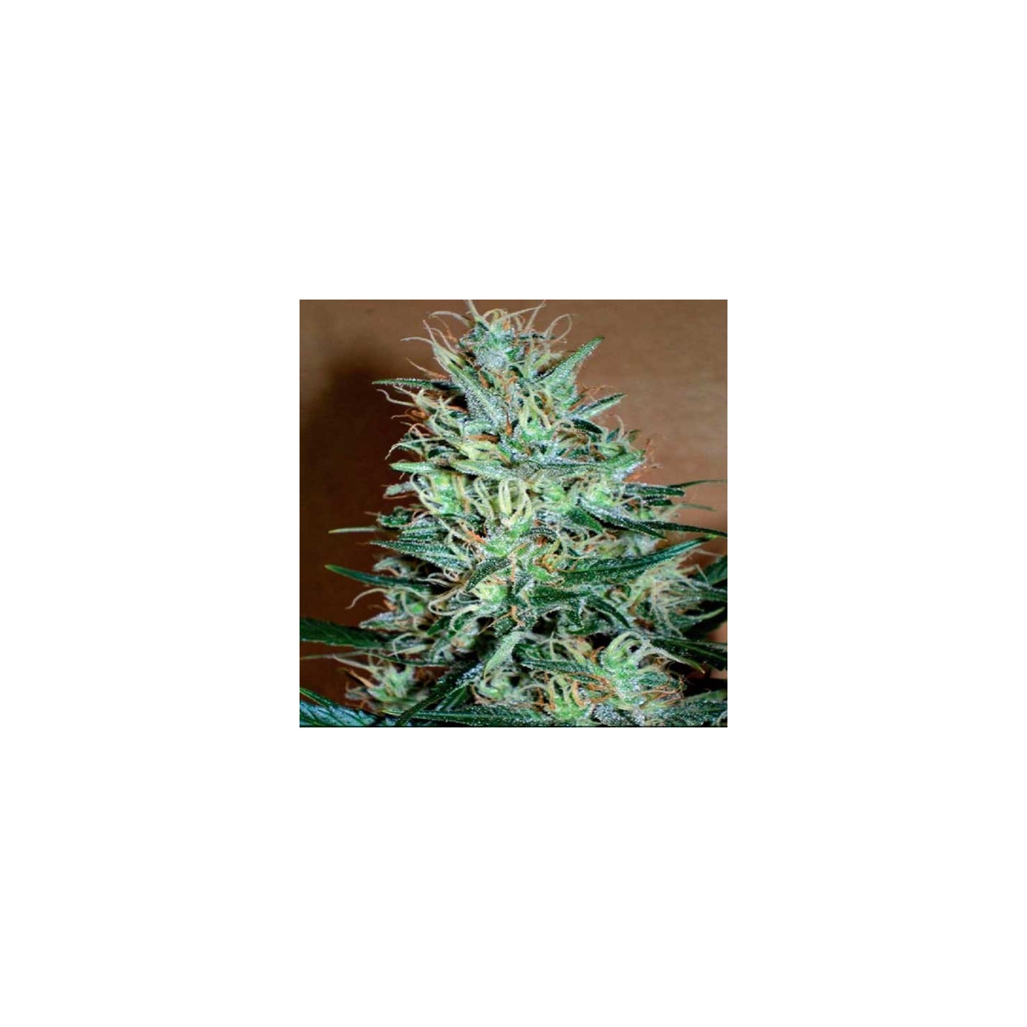 Amnesia Mistery Feminizada de Positronics