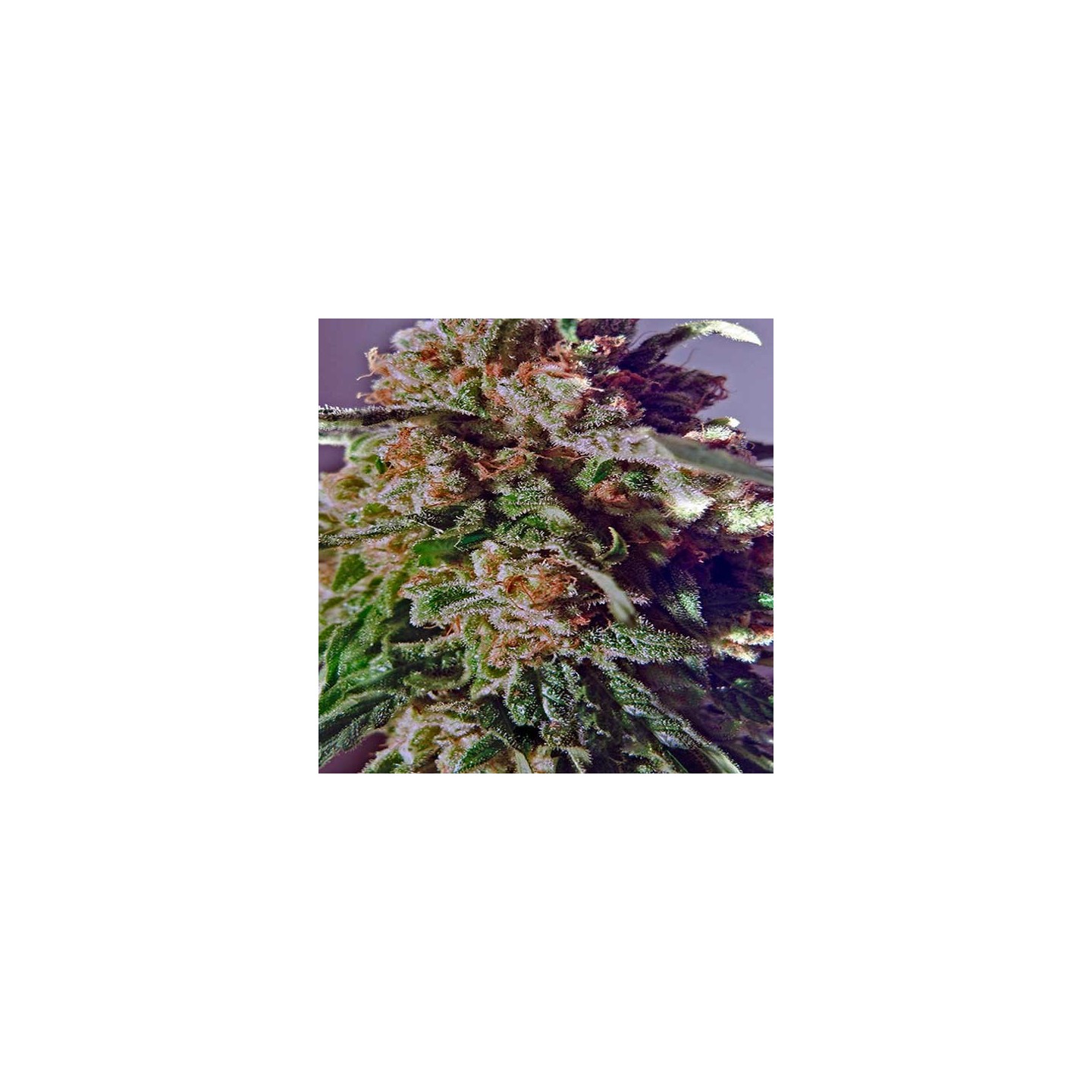 Black Widow CBD Feminizada de Positronics