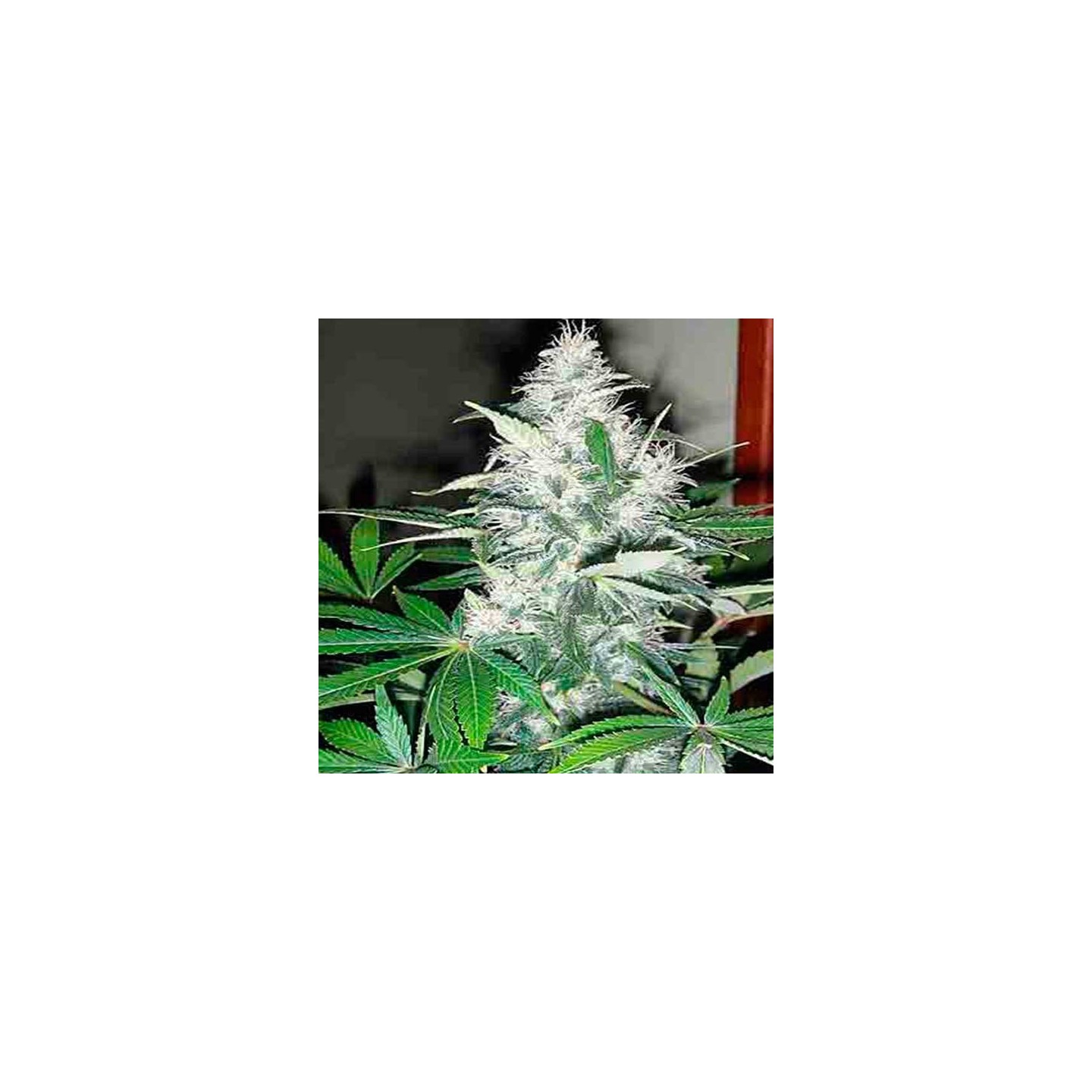 Blue Rhino Feminizada de Positronics