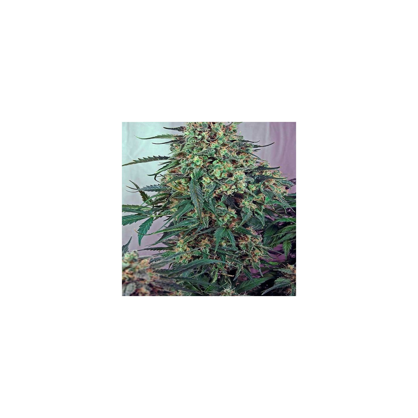 Caramelice Feminizada de Positronics