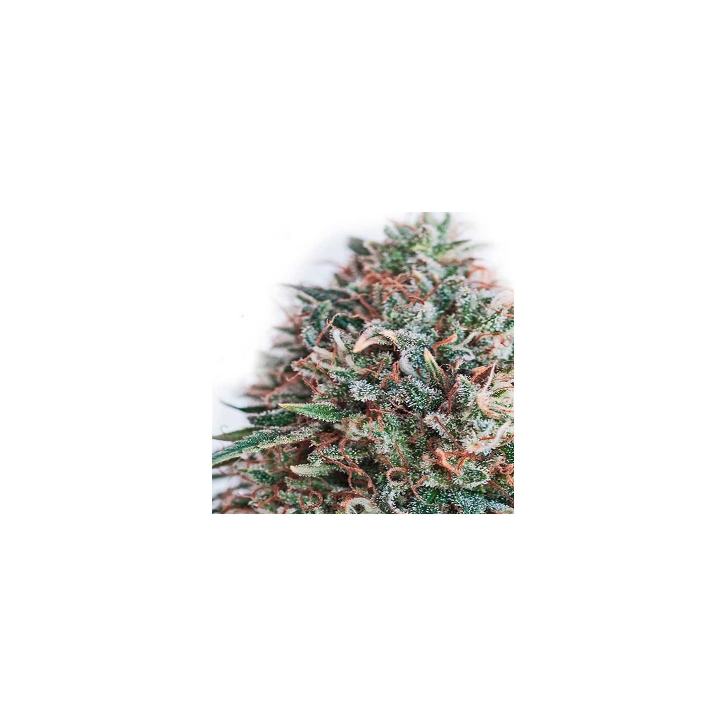 Critical 47 CBD Feminizada de Positronics