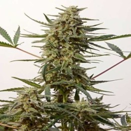 Critical N-47 Express Feminizada de Positronics