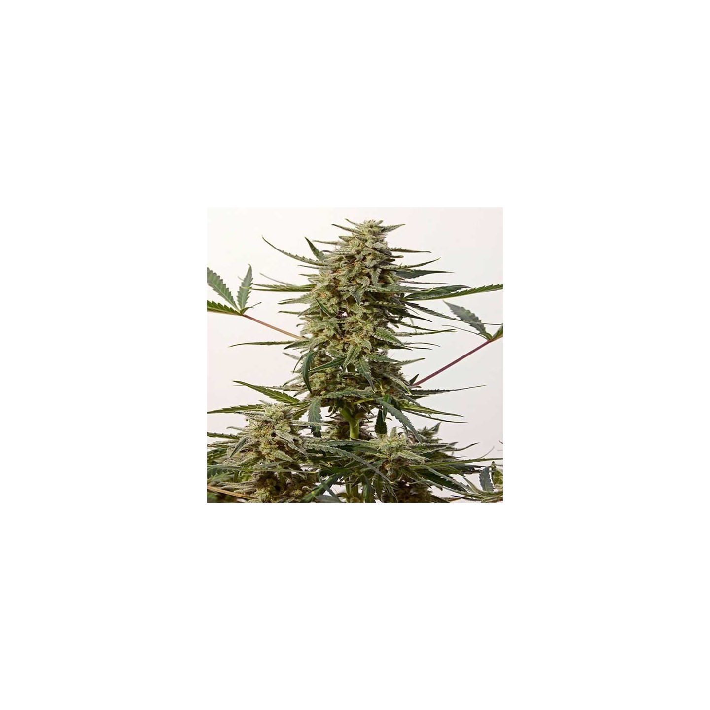 Critical N-47 Express Feminizada de Positronics