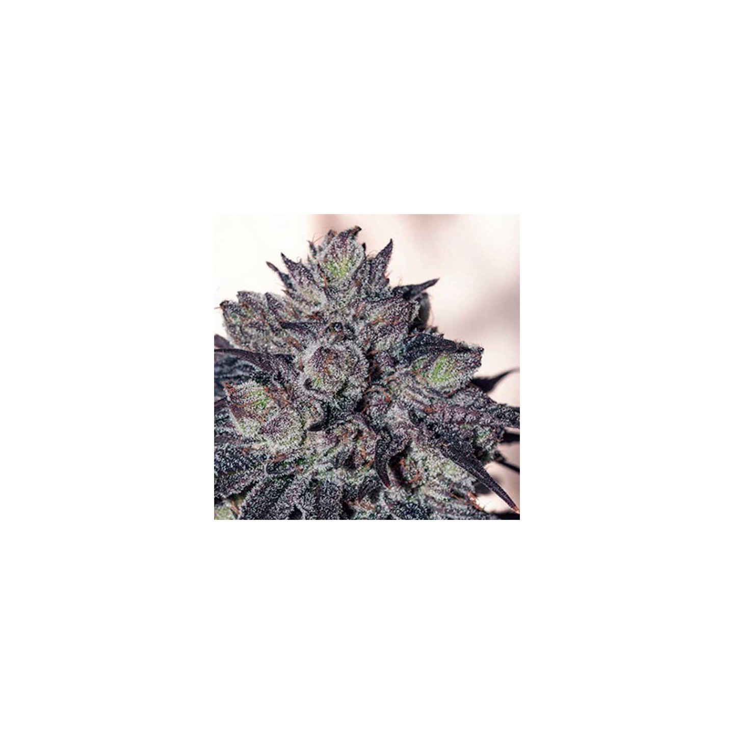 Gordomaster Kush Feminizada de Positronics