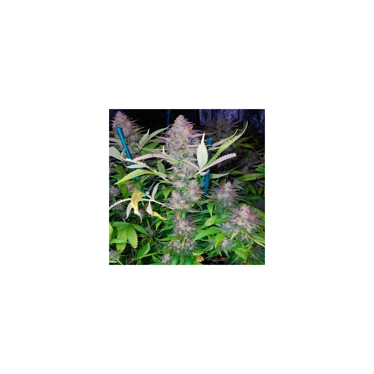 Grapefruit Feminizada de Positronics