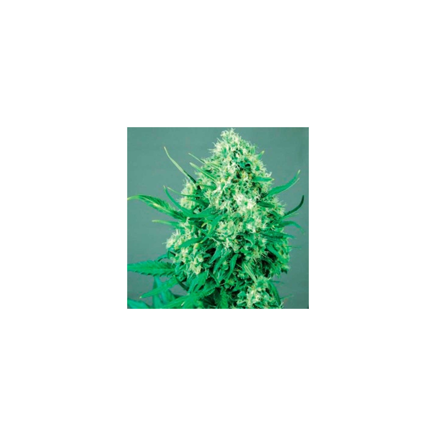 Jack Diesel Feminizada de Positronics