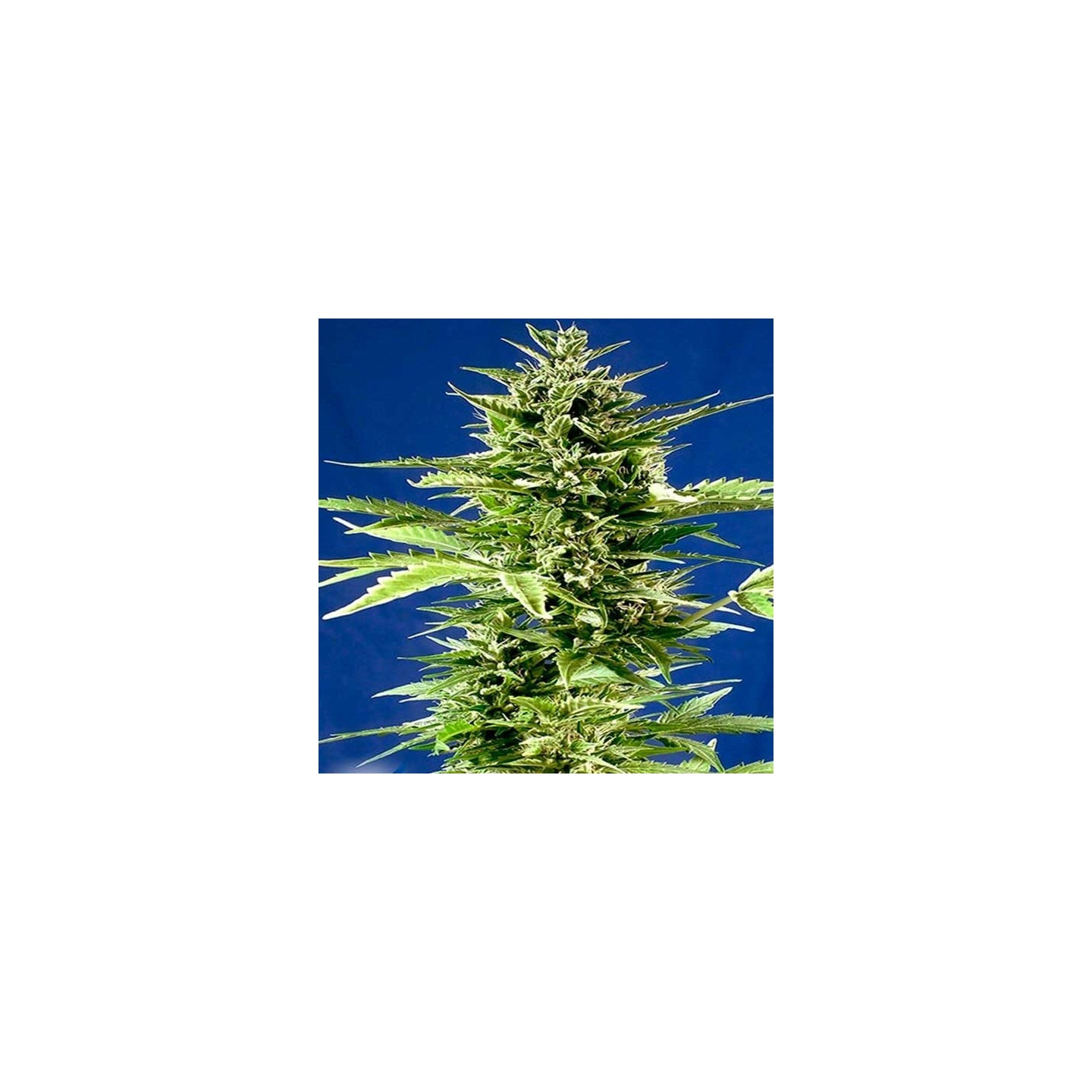 Jack Diesel Express Feminizada de Positronics