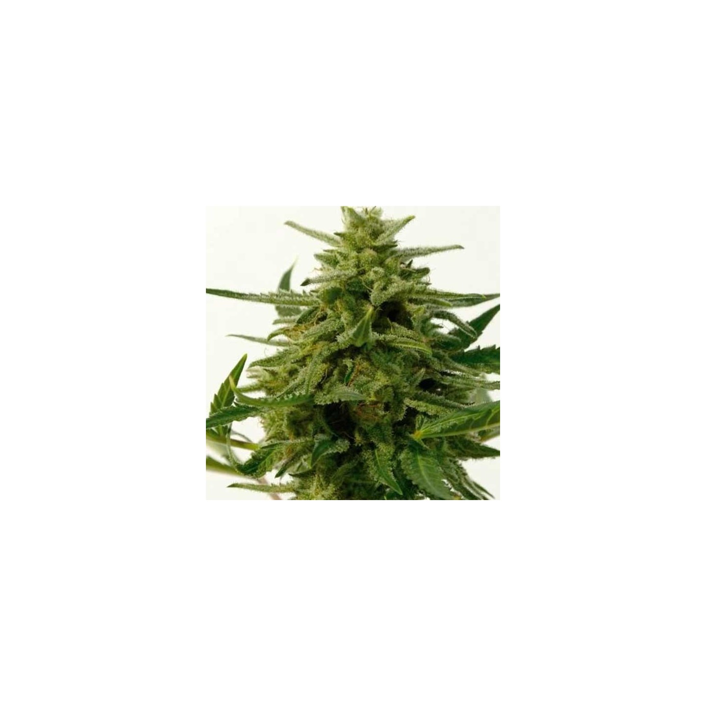Northern Haze Express Feminizada de Positronics