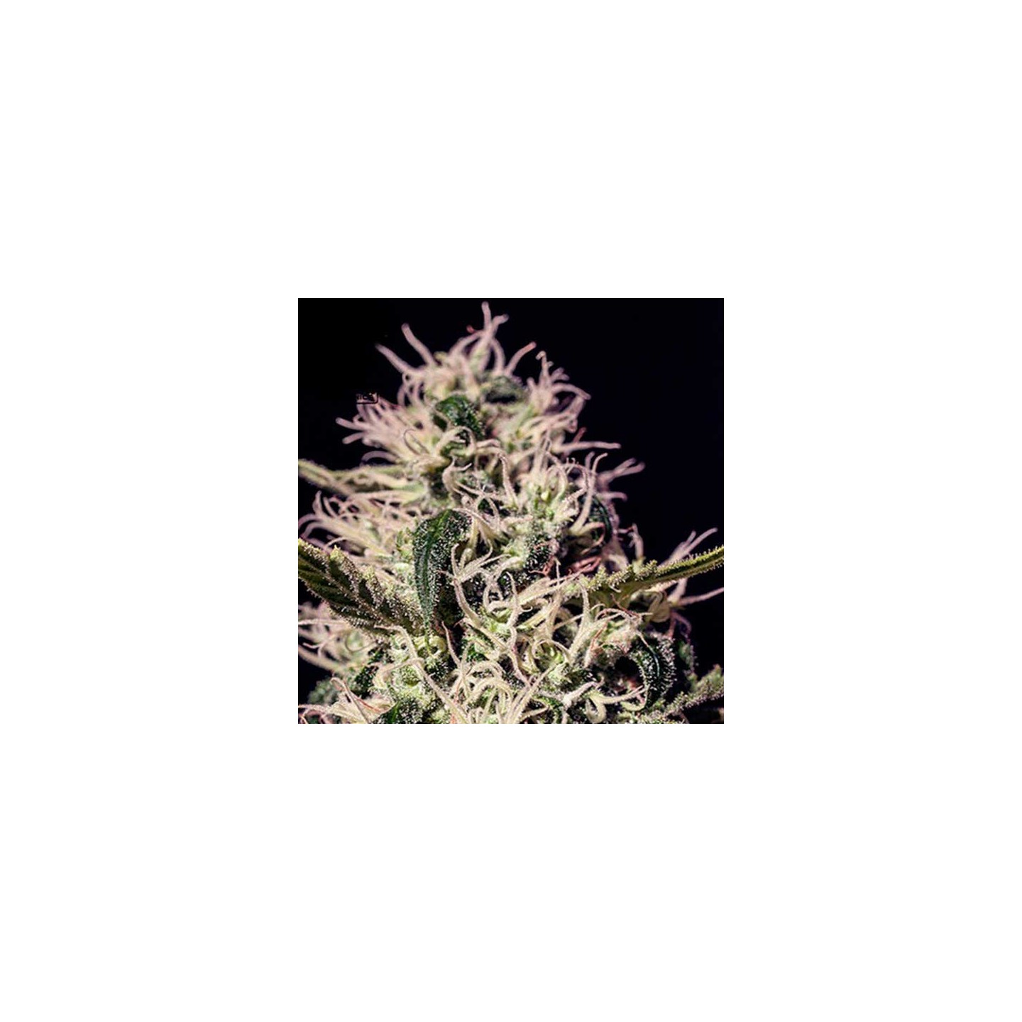 One Love Haze Feminizada de Positronics