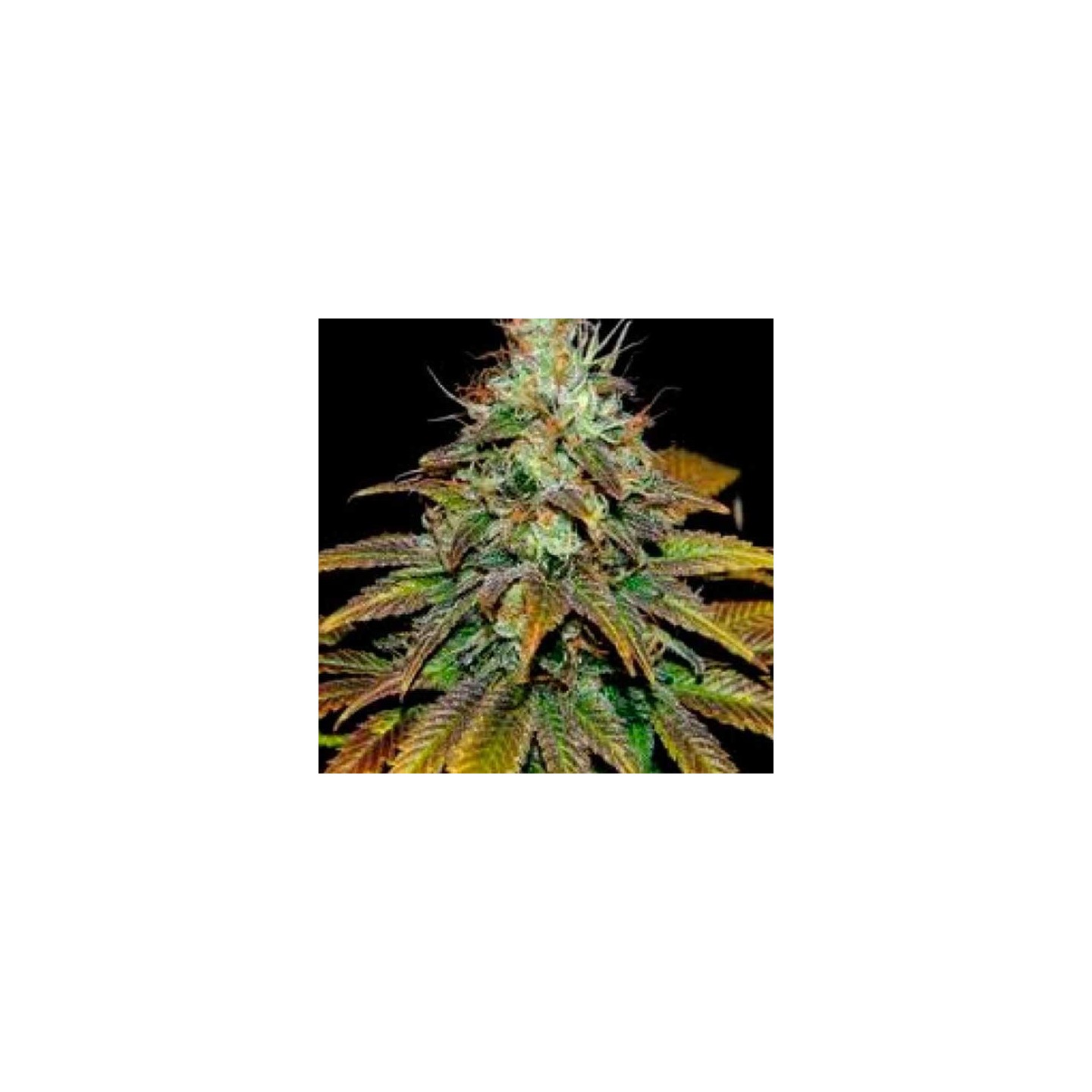 Somango N47 Feminizada de Positronics