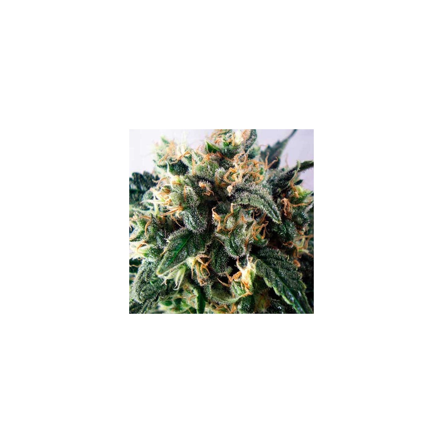 Supercheese Feminizada de Positronics