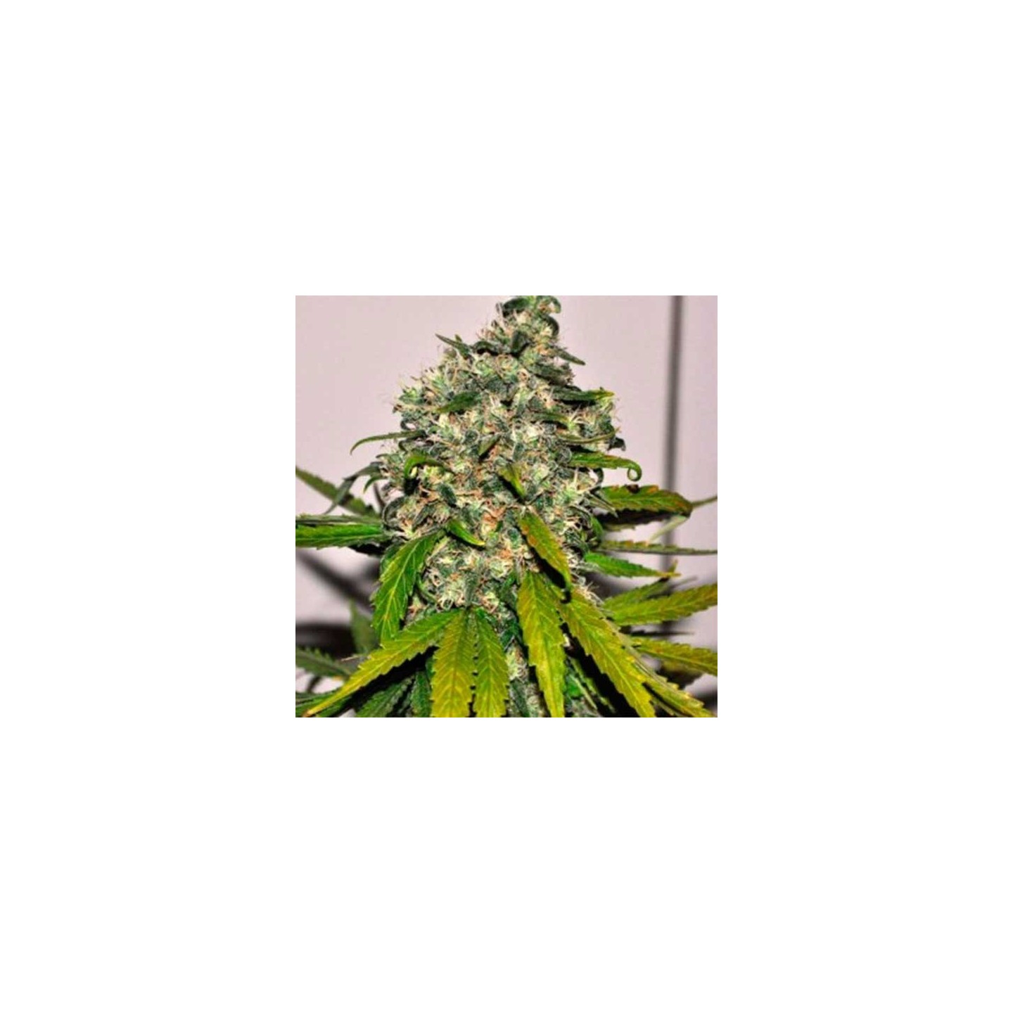 AK-48 Autofloreciente Feminizada de Nirvana