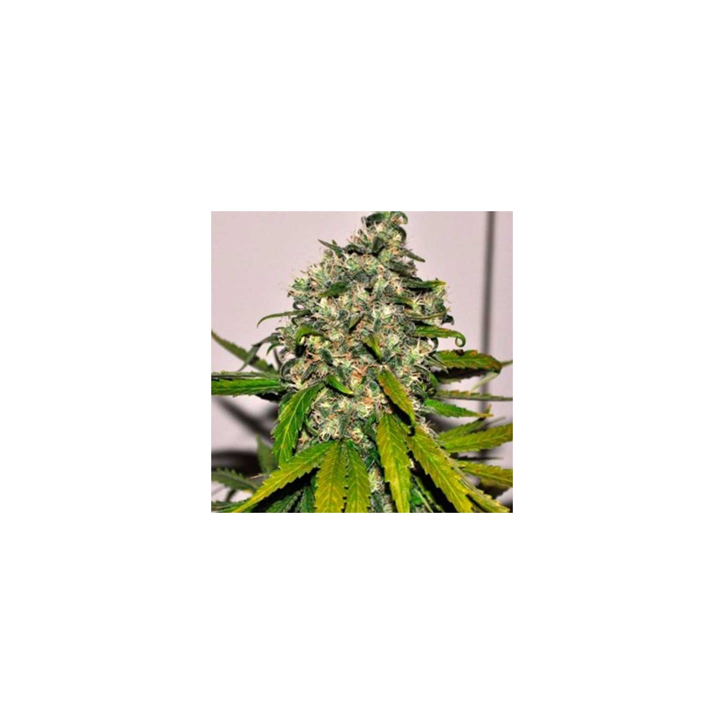 AK-48 Feminizada de Nirvana