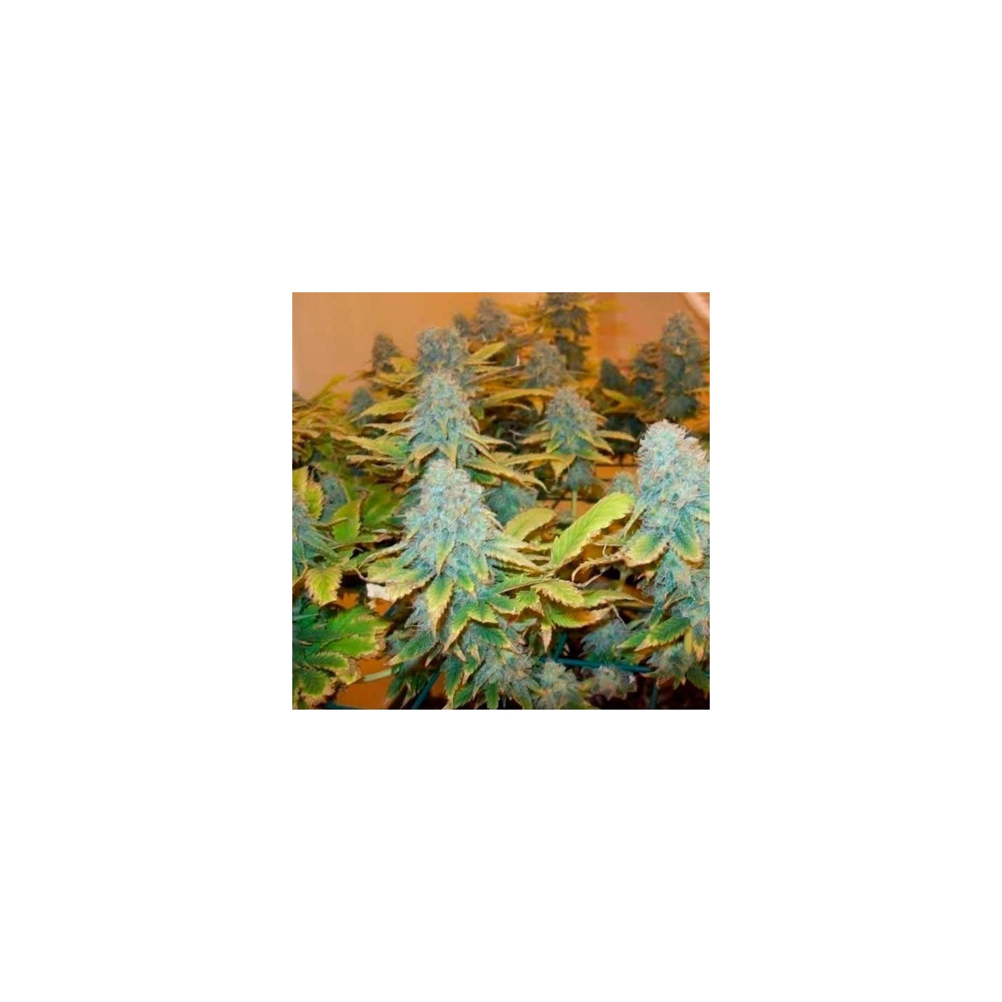 Aurora Indica Feminizada de Nirvana