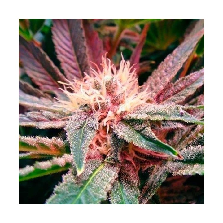 Blue Mystic Autofloreciente Feminizada de Nirvana