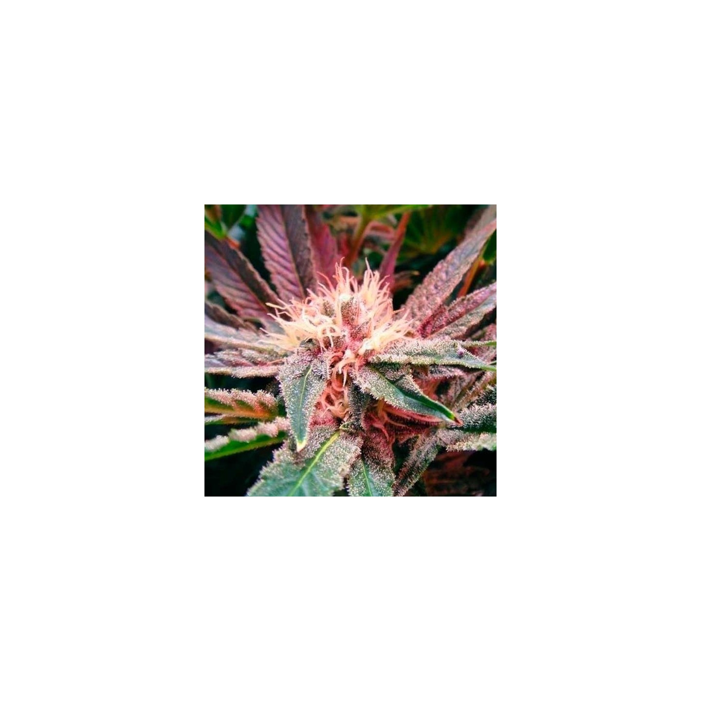 Blue Mystic Autofloreciente Feminizada de Nirvana