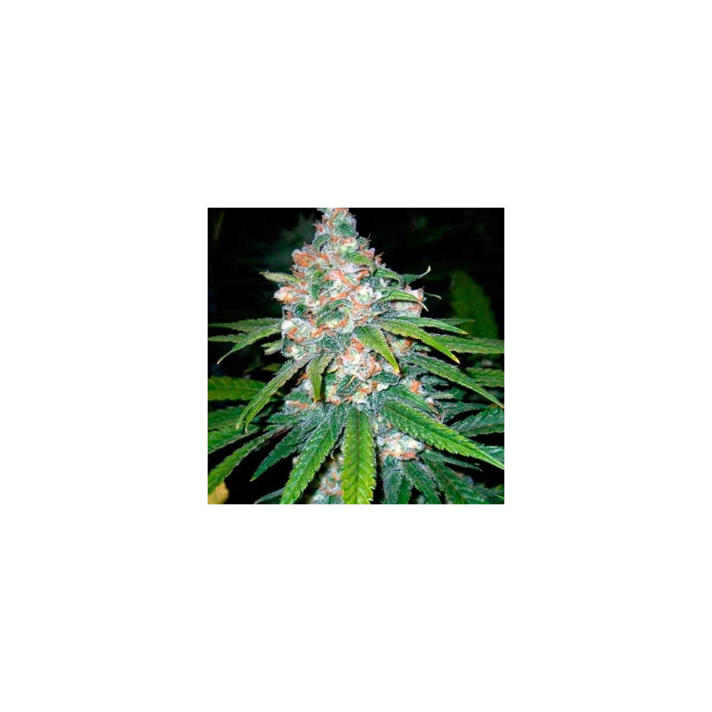 Lemon Og Haze Autofloreciente Feminizada de Nirvana