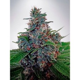 Blue Amnesia Autofloreciente Feminizada de Ministry Seeds