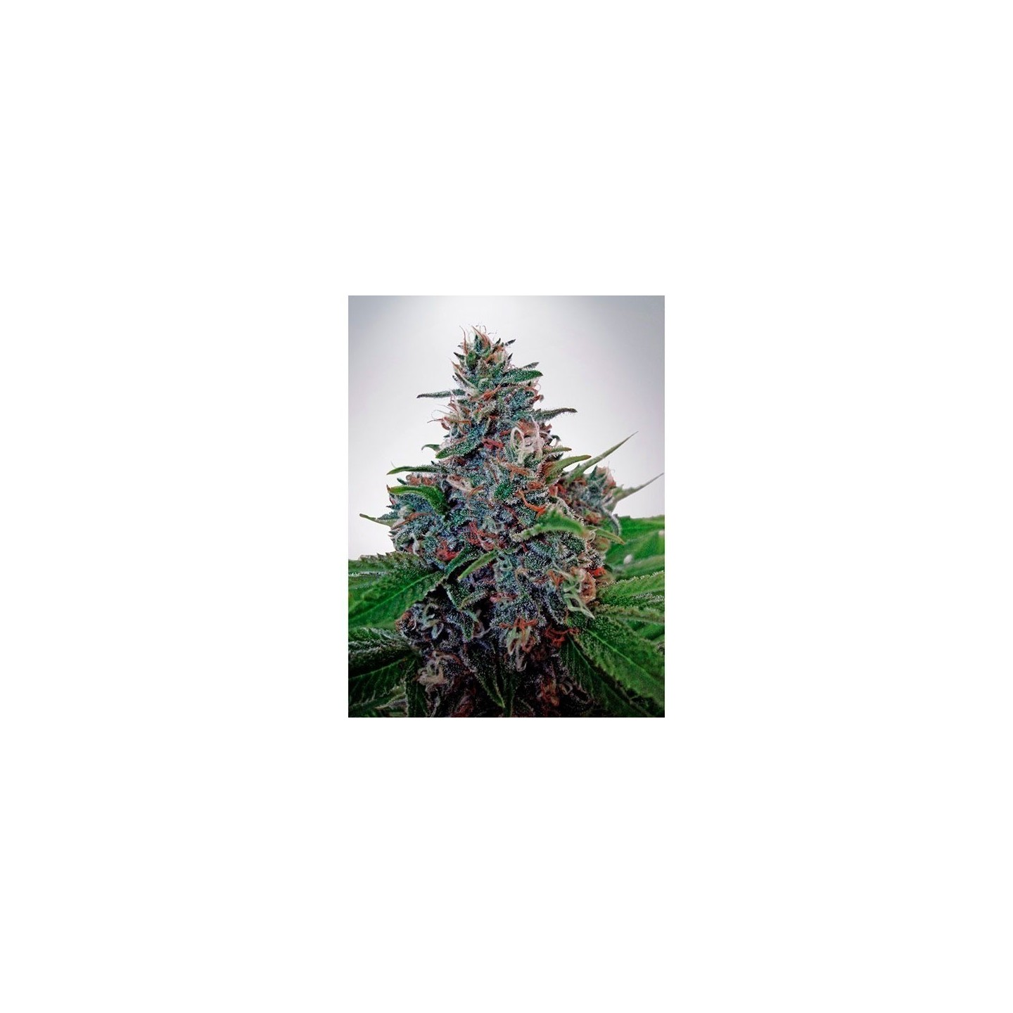 Blue Amnesia Autofloreciente Feminizada de Ministry Seeds
