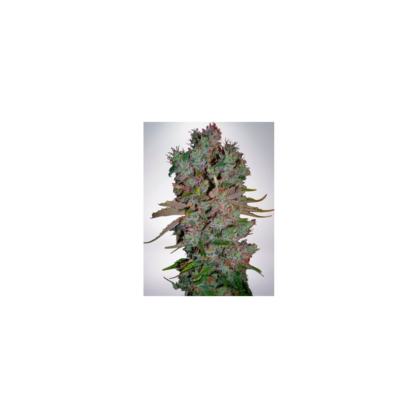 Blueberry Domina Autofloreciente Feminizada de Ministry Seeds