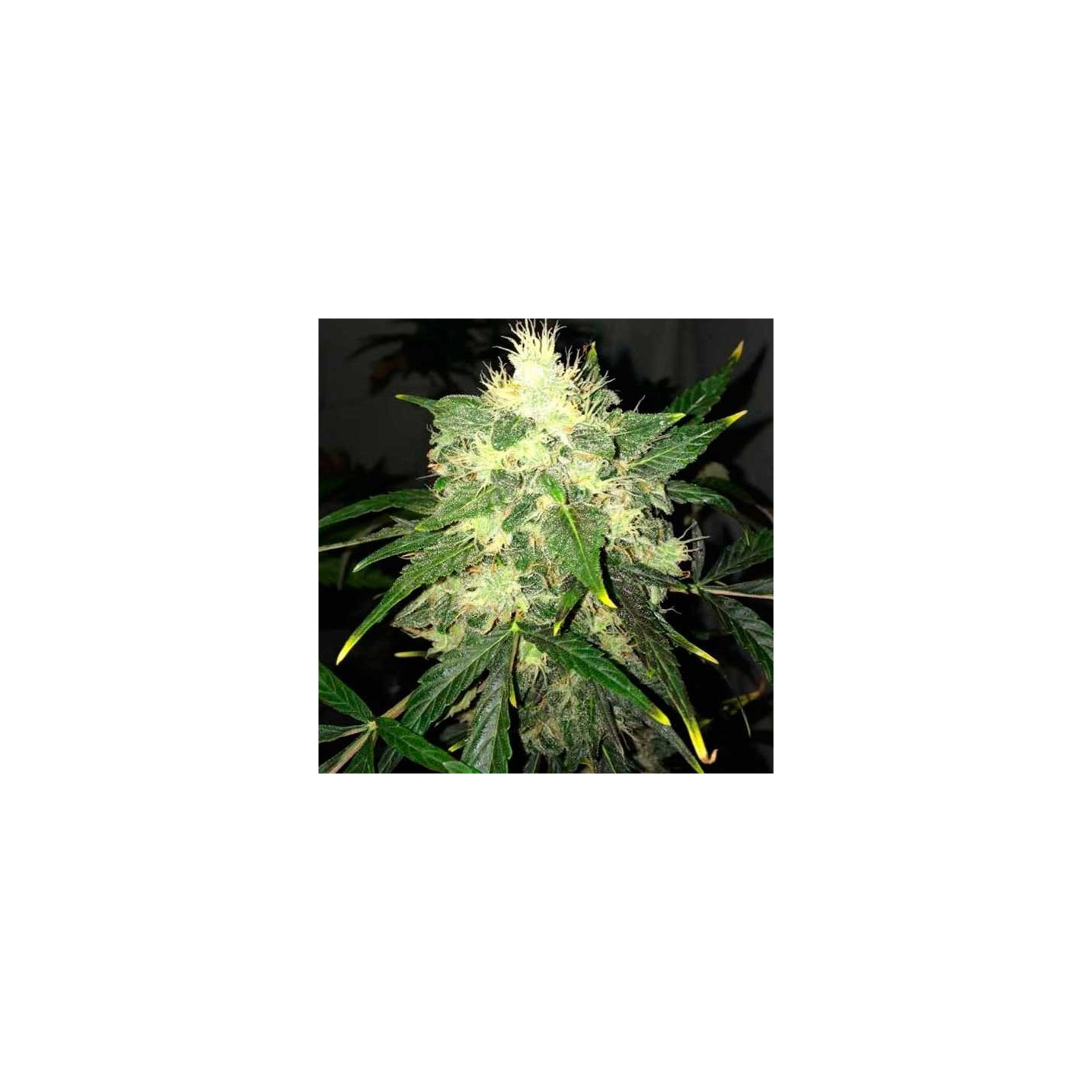 Og Kush Autofloreciente Feminizada de Nirvana