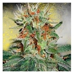 Mary Jane Autofloreciente Feminizada de Ministry Seeds