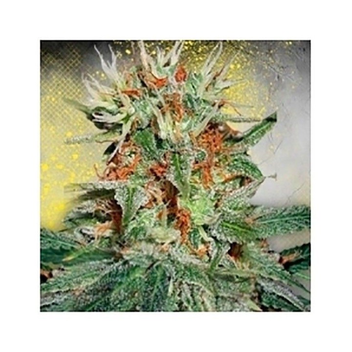 Mary Jane Autofloreciente Feminizada de Ministry Seeds