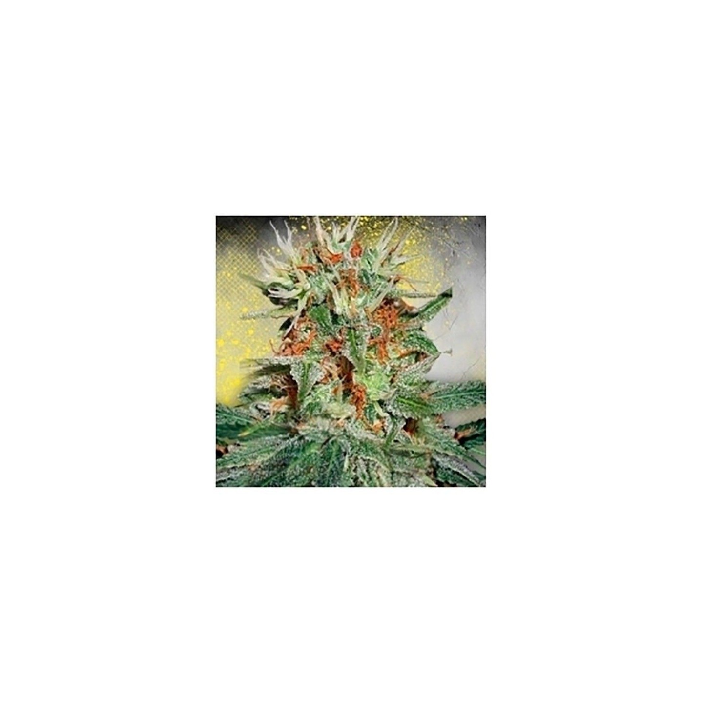 Mary Jane Autofloreciente Feminizada de Ministry Seeds