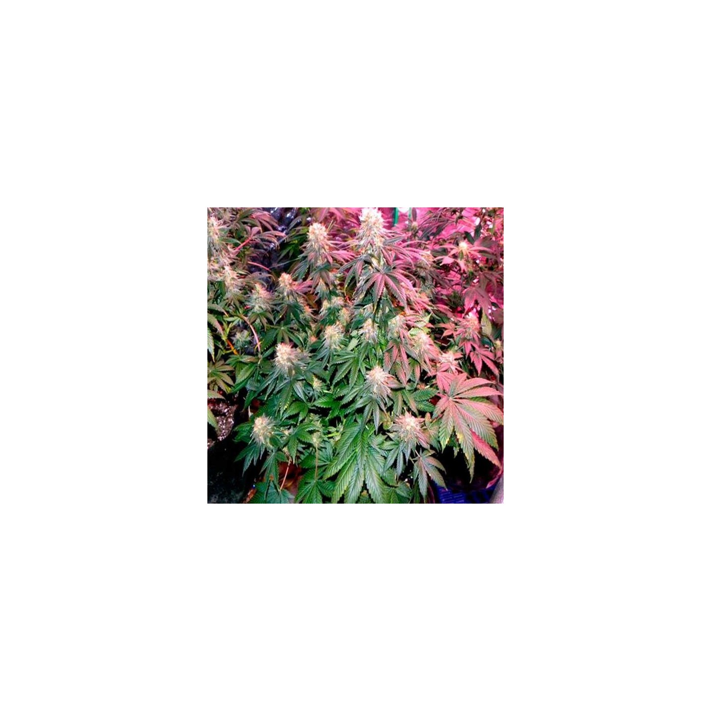 Blackberry Feminizada de Nirvana