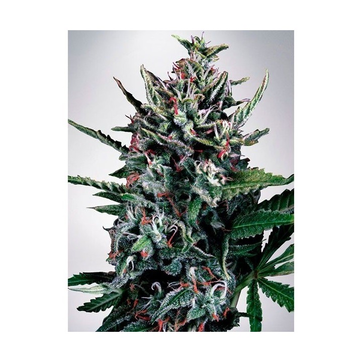 Silver Bullet Autofloreciente Feminizada de Ministry Seeds
