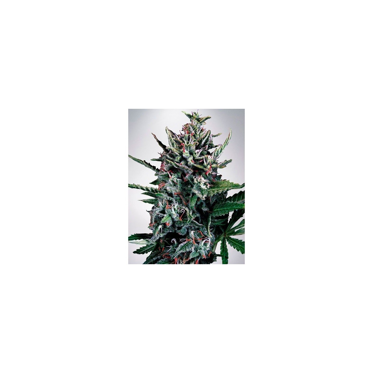 Silver Bullet Autofloreciente Feminizada de Ministry Seeds