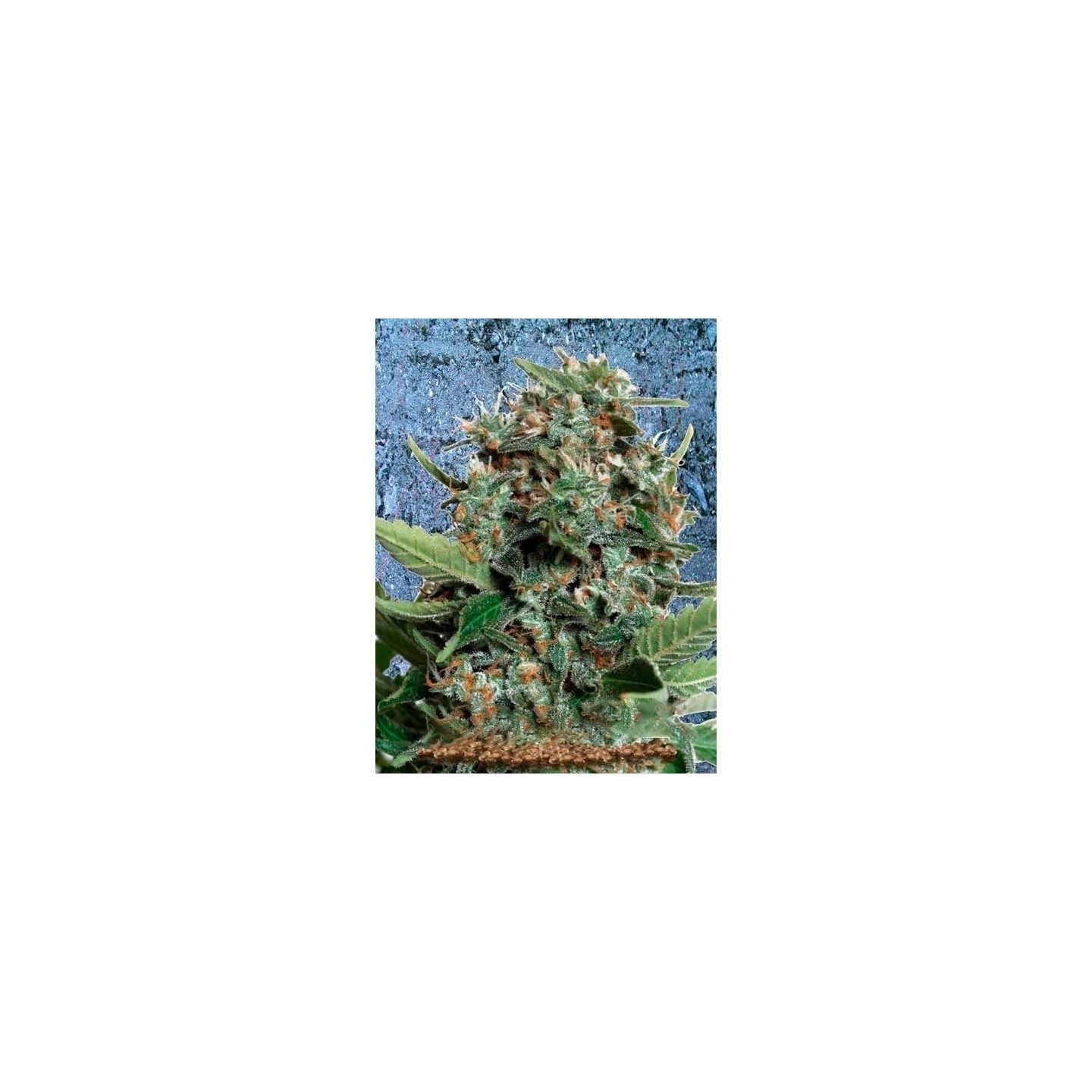 Autopilot XXL Autofloreciente Feminizada de Ministry Seeds