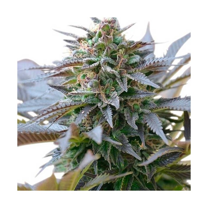Blue Mystic Regular de Nirvana