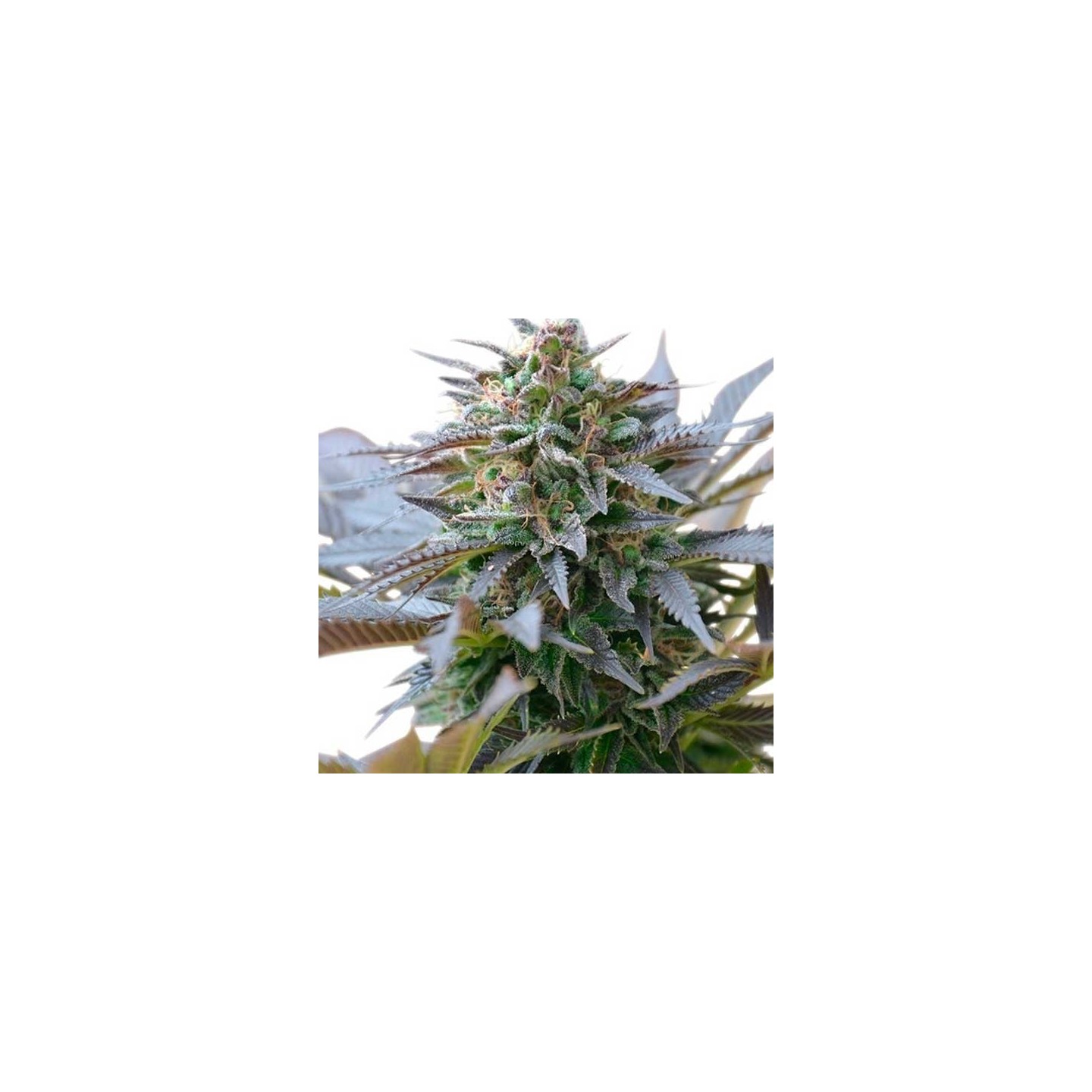 Blue Mystic Regular de Nirvana