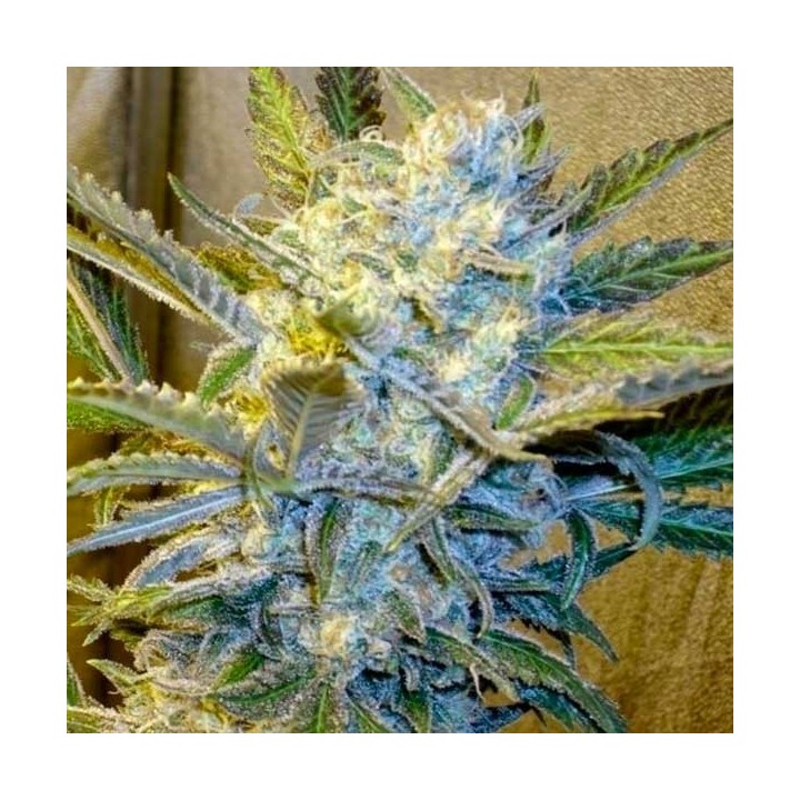 Blue Mystic Feminizada de Nirvana