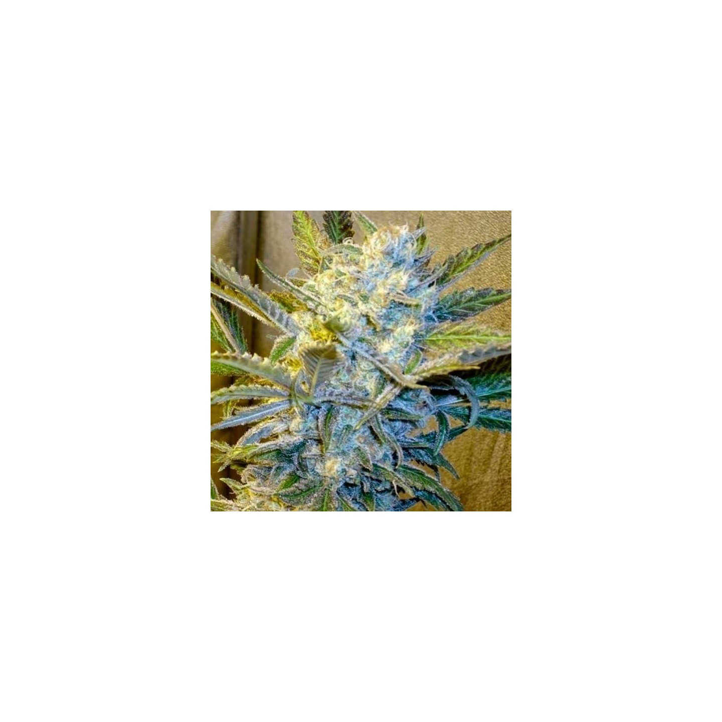 Blue Mystic Feminizada de Nirvana