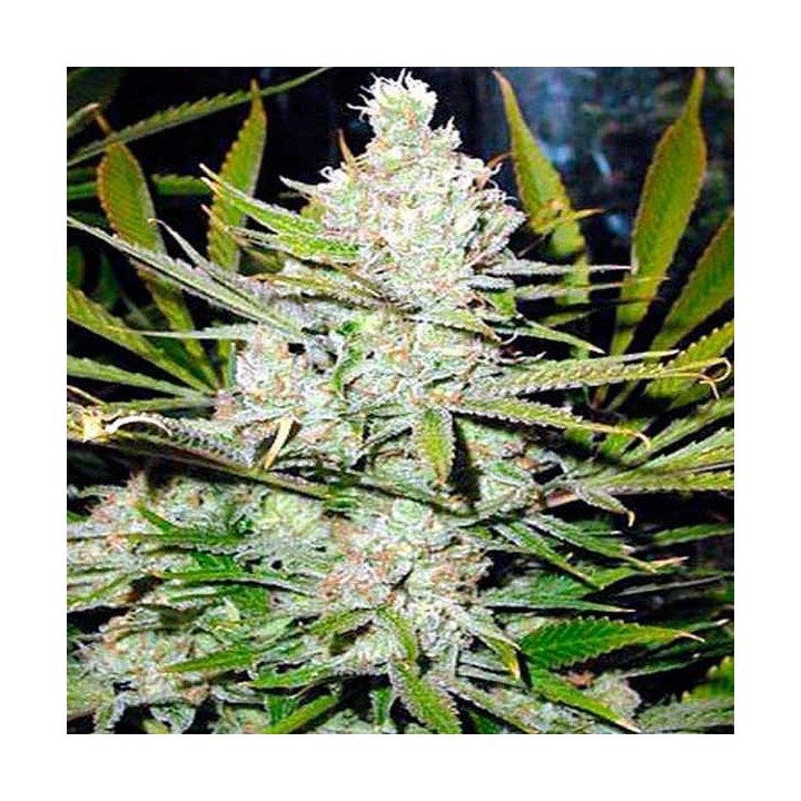 Northern Light Feminizada de Nirvana