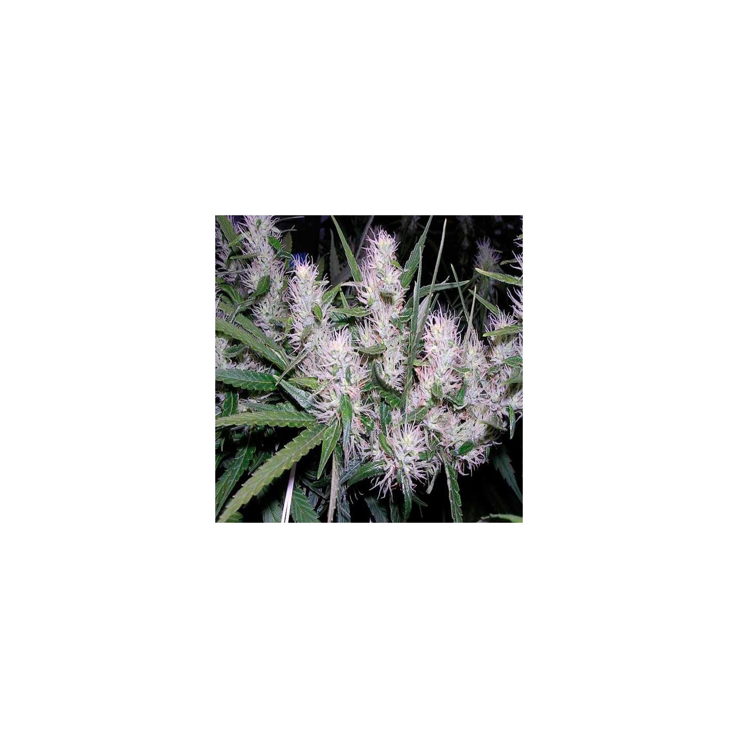 Master Kush Feminizada de Nirvana