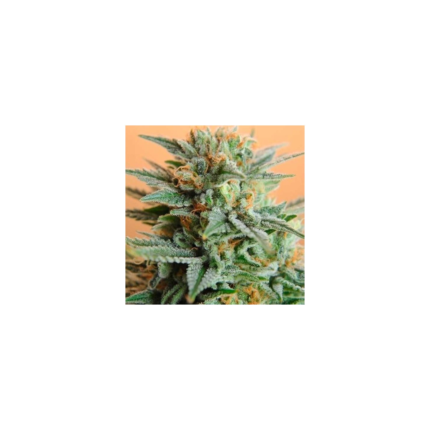Papaya Feminizada de Nirvana