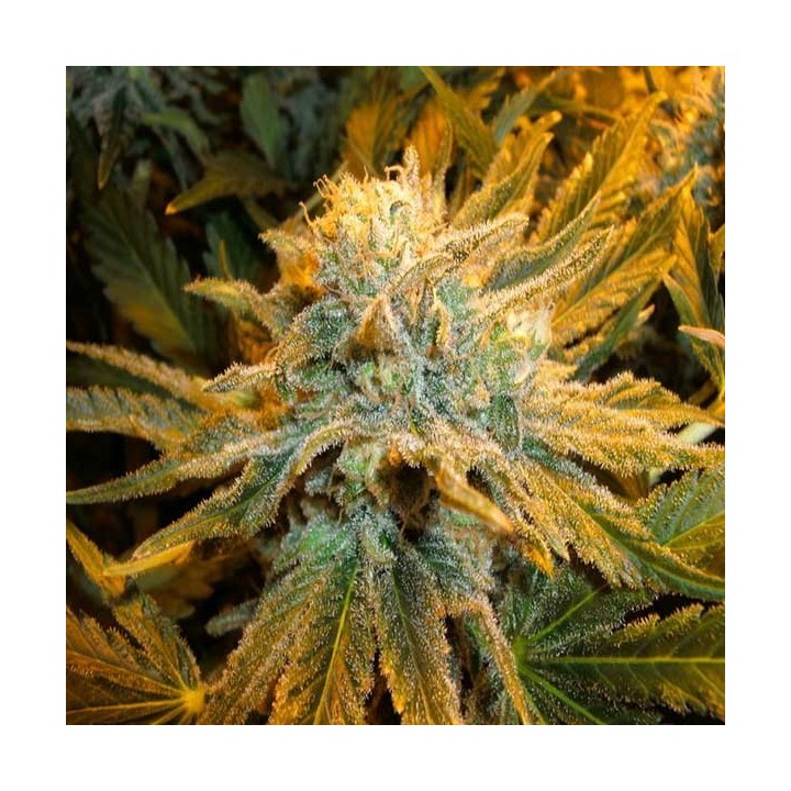Pure Power Plant Regular de Nirvana