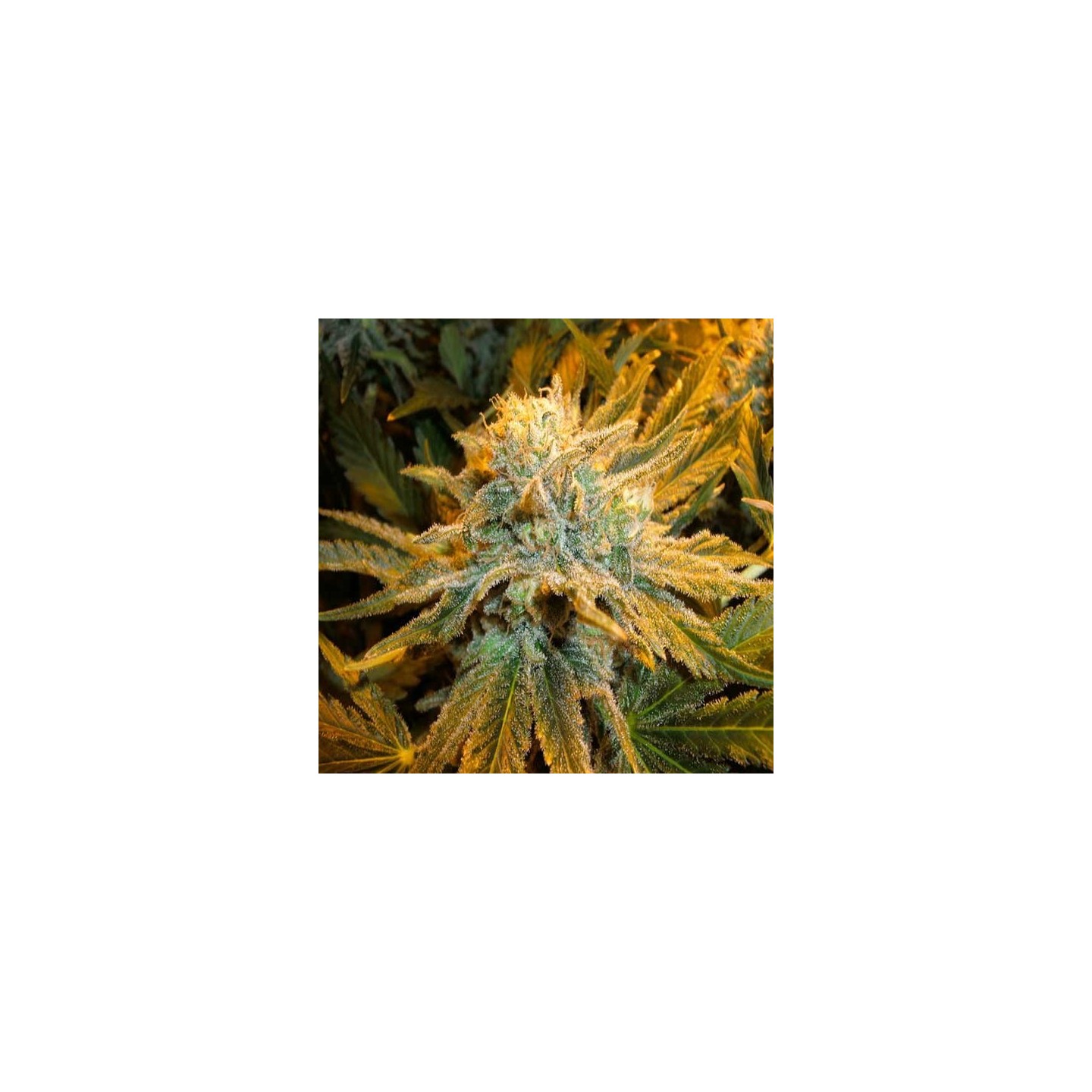Pure Power Plant Regular de Nirvana