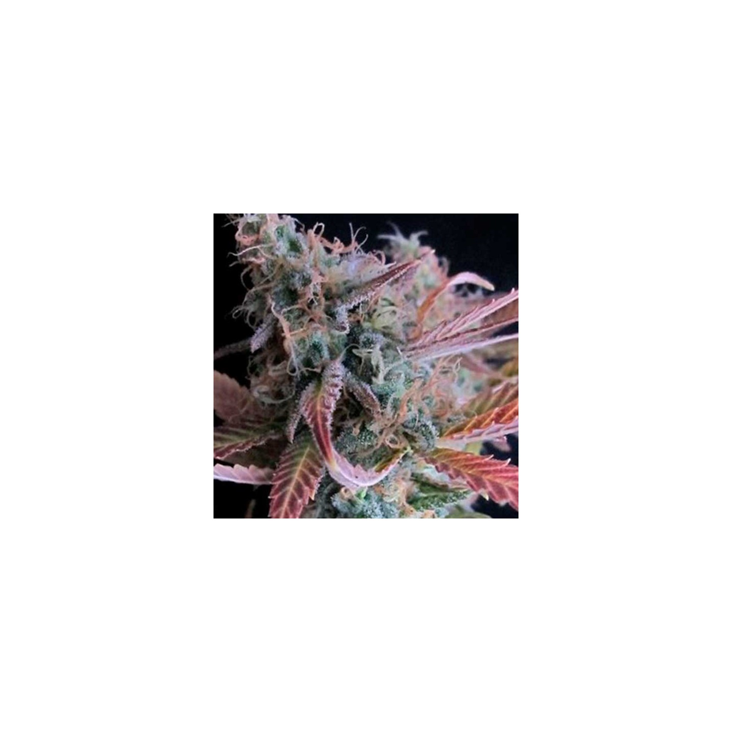 Raspberry Cough Feminizada de Nirvana