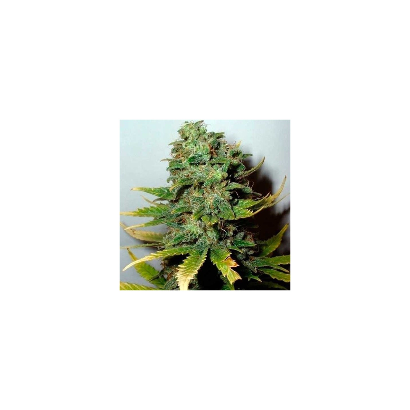 Super Skunk Feminizada de Nirvana