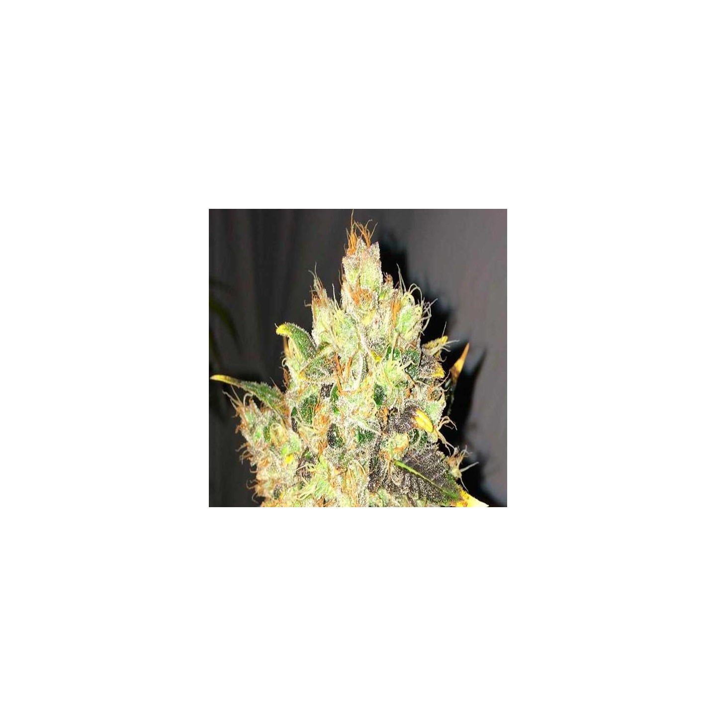 Supreme CBD Durban Feminizada de Nirvana